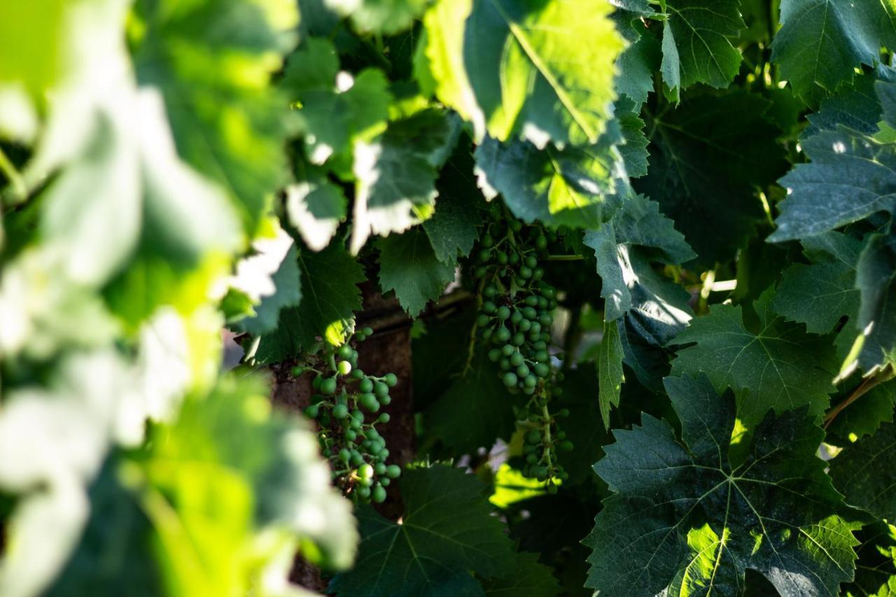 The Vineyards Bed & Breakfast Alghero Exterior foto