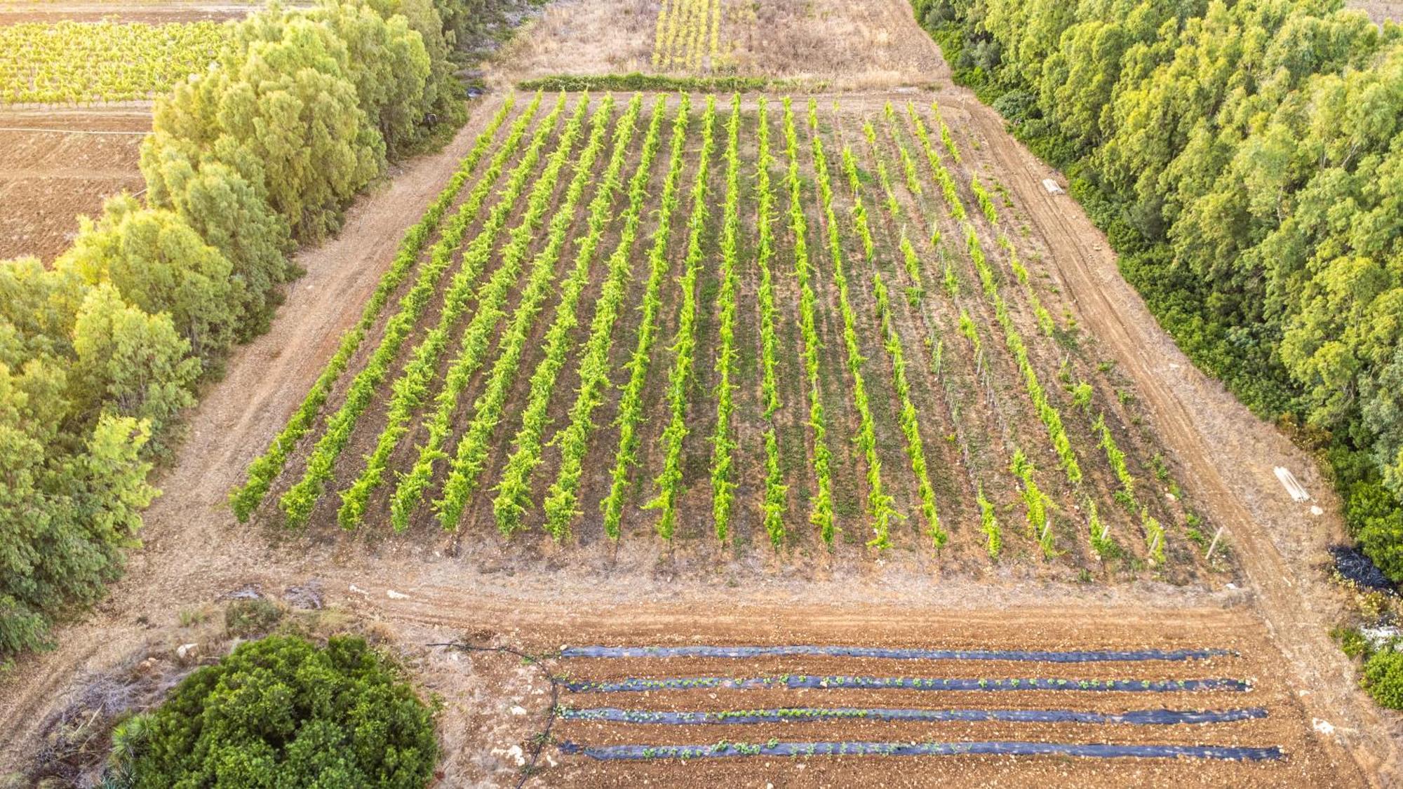 The Vineyards Bed & Breakfast Alghero Exterior foto